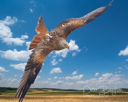 red kite