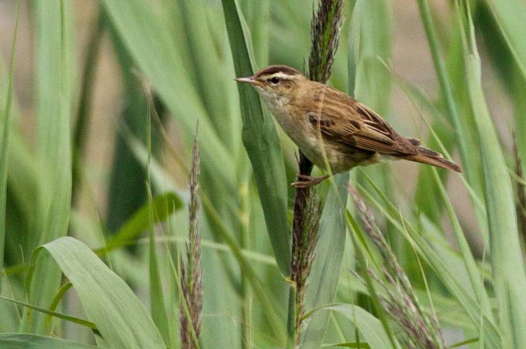 warbler